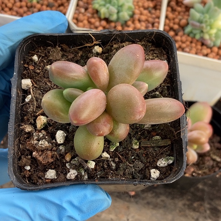 默*正版芒果奶多肉植物