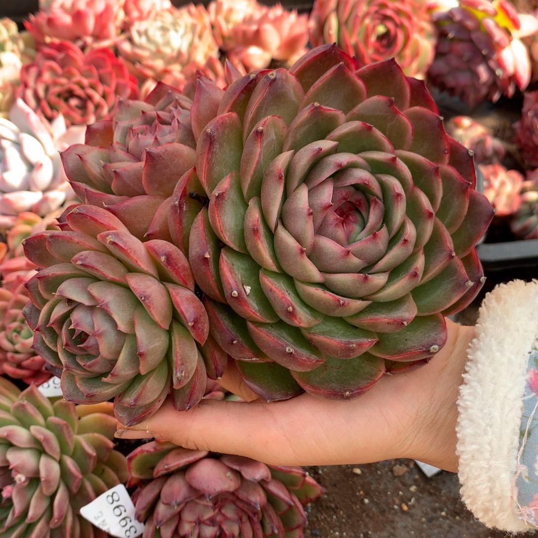 4001杂交精品基地16厘米