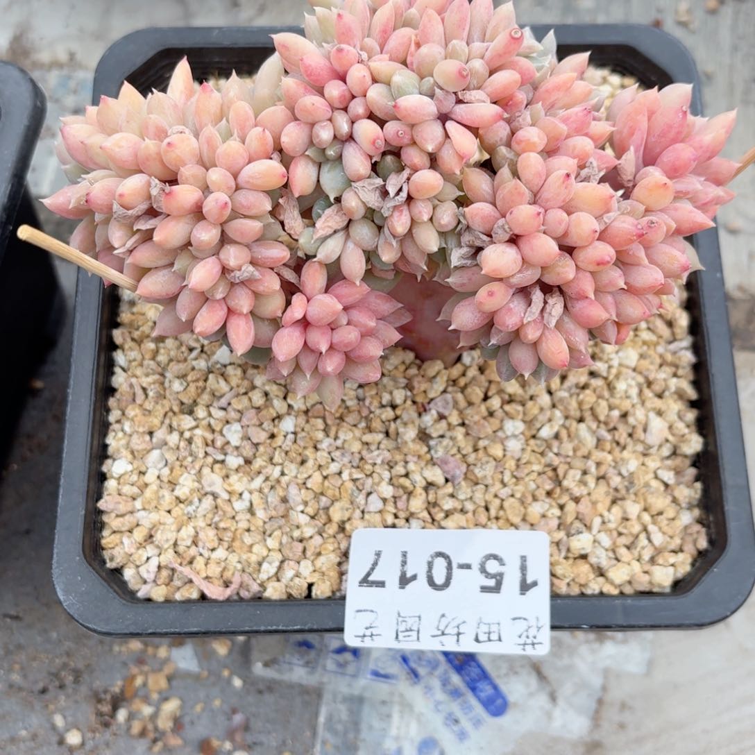 于**呀15.17胖美人缀化