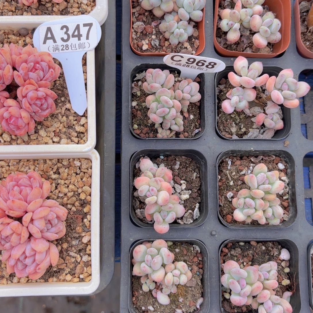 冇***名C968萤火虫一物一拍