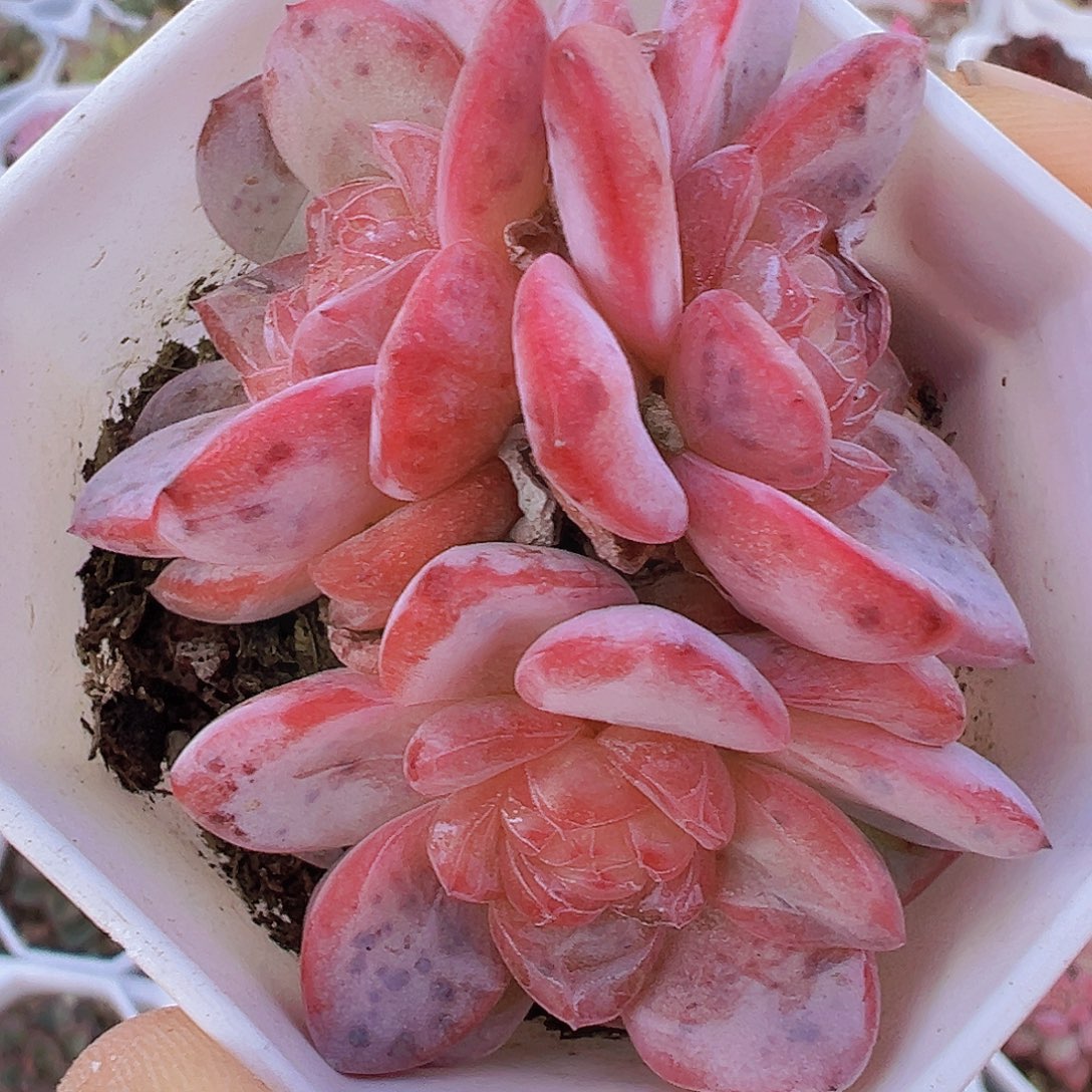 星星珍妮群19包邮