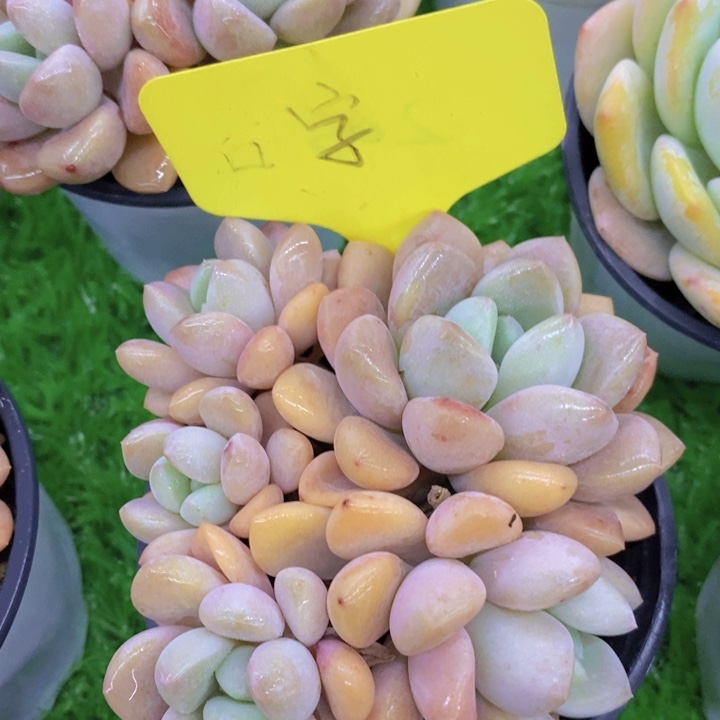 多肉植物开心多肉