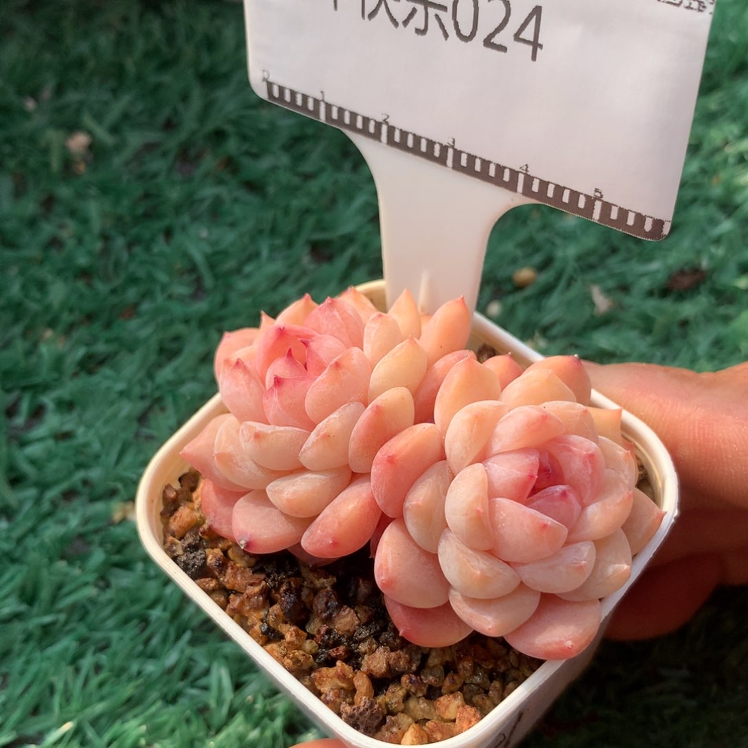 糖心老桩精品多肉