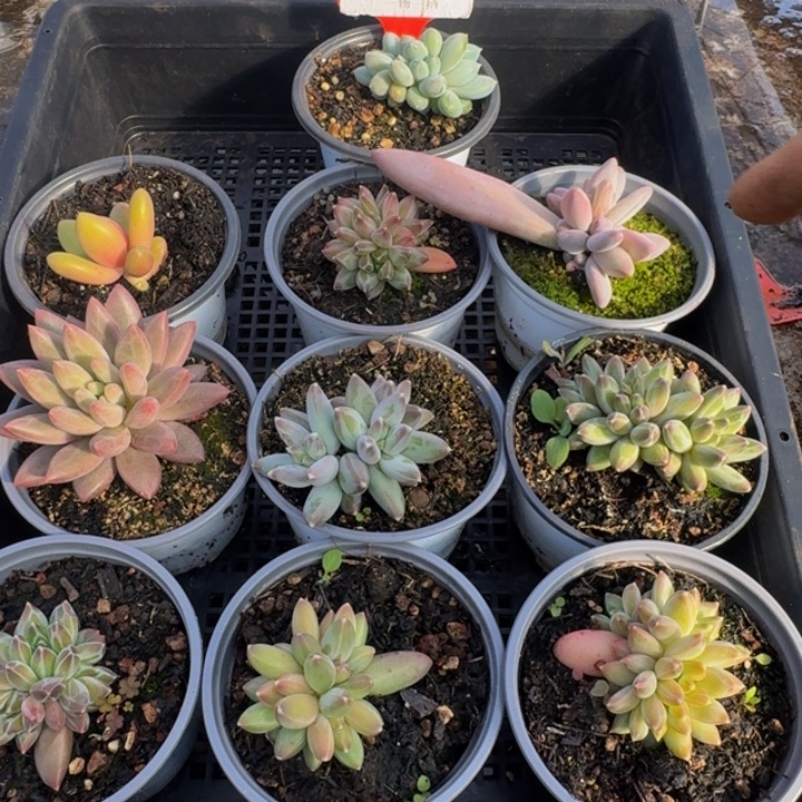 348多肉植物一物一拍