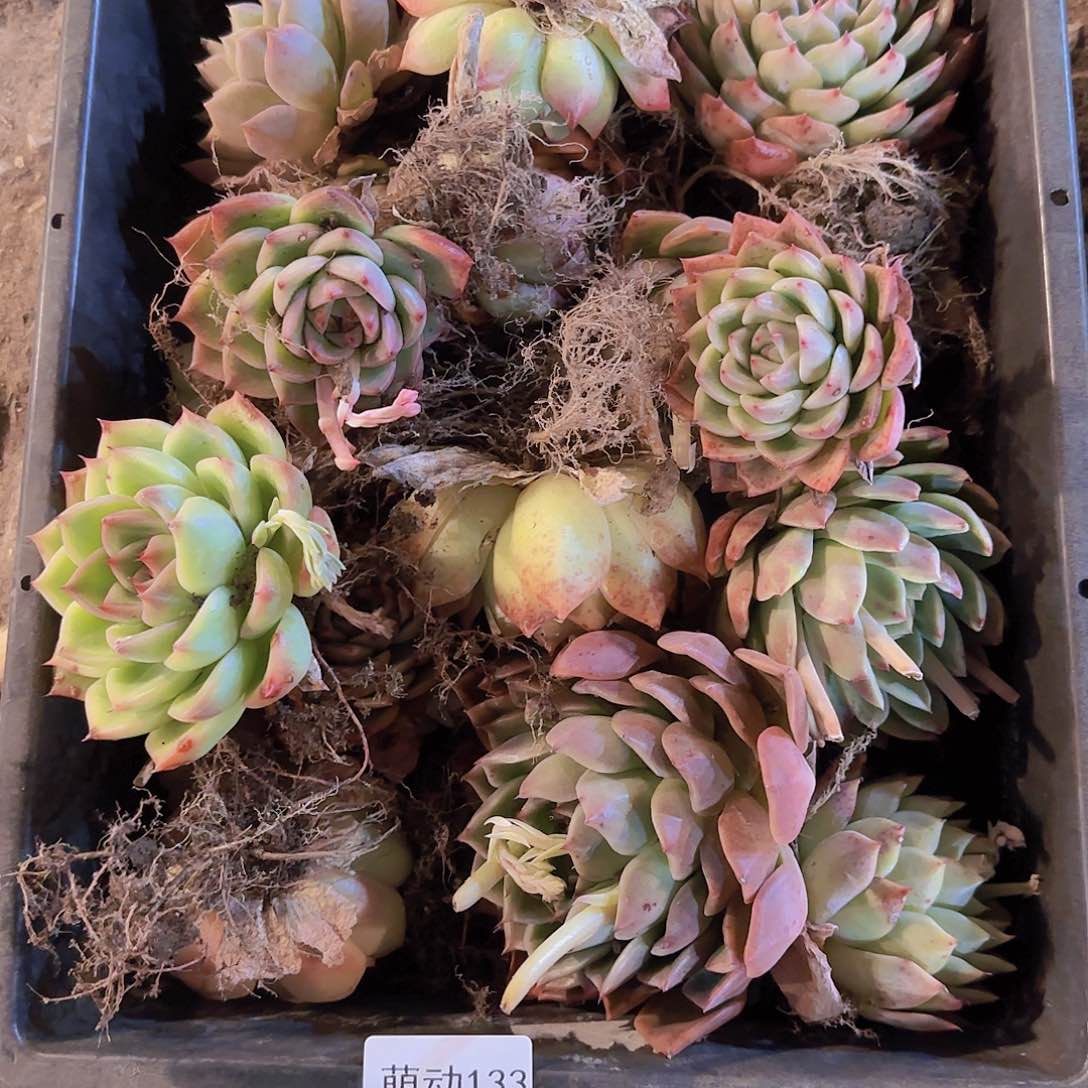 直播一物一拍多肉133