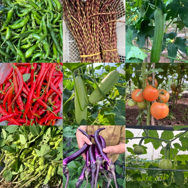 黄山农家自种蔬菜组合装（不接受备注 随机组合）