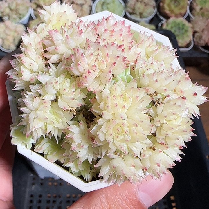 1118-------128麦秆群