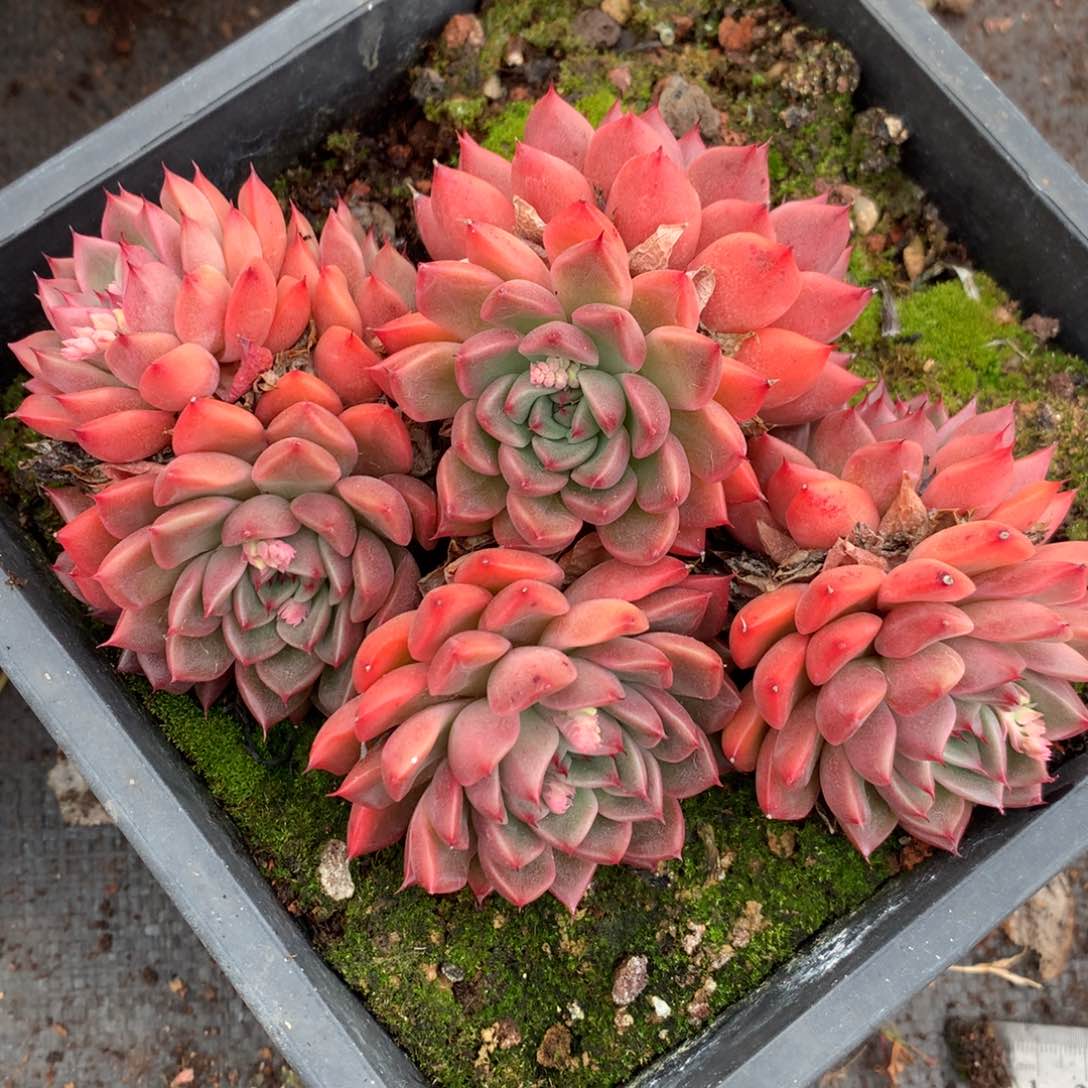 5745压杂交多肉植物