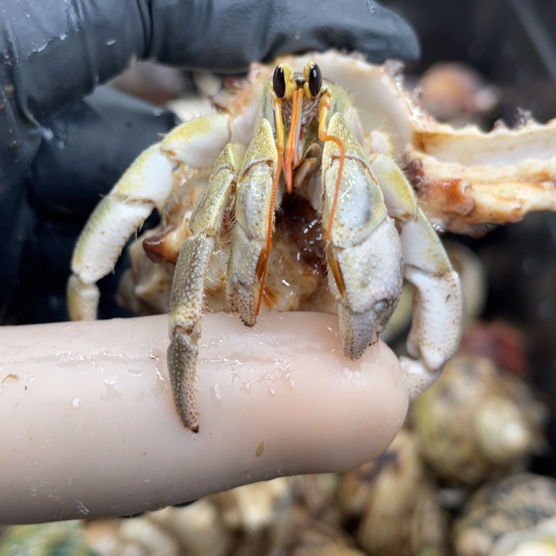 不退不换活体宠物61