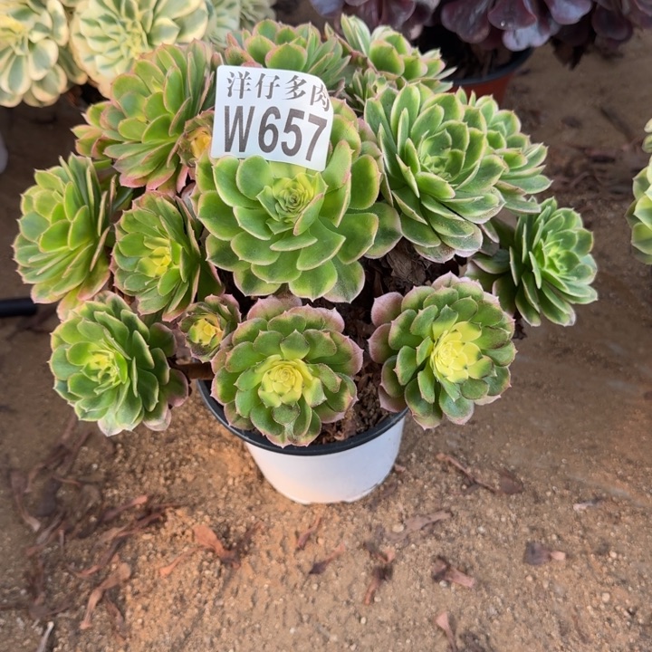 657海王官服25左右2