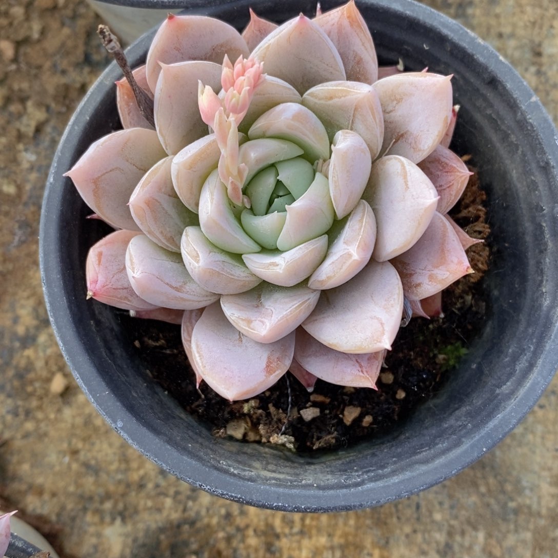 可问主播品种，下滑链接更多品种多肉选择