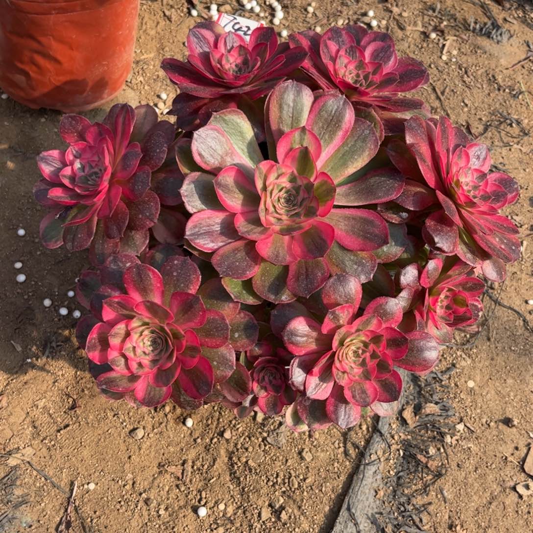 742多肉植物桃花坞