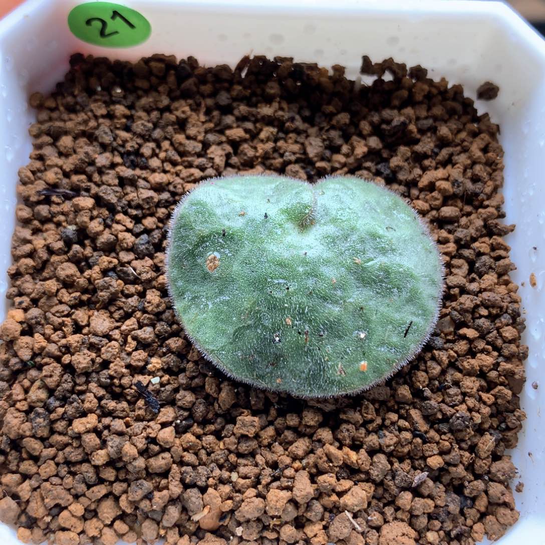 猪耳朵奇峰锦带盆多肉