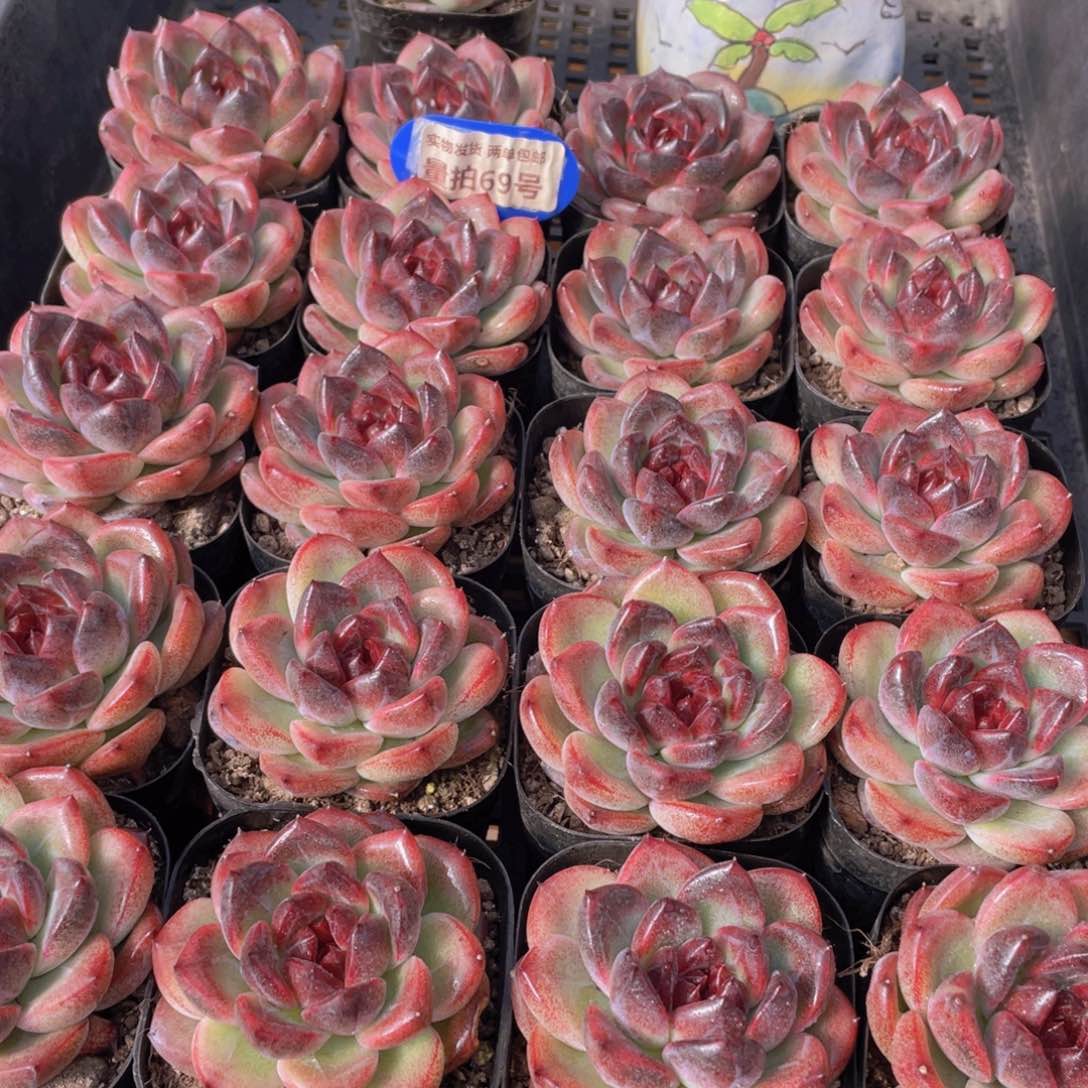 量拍69号 暗夜多肉单头一个