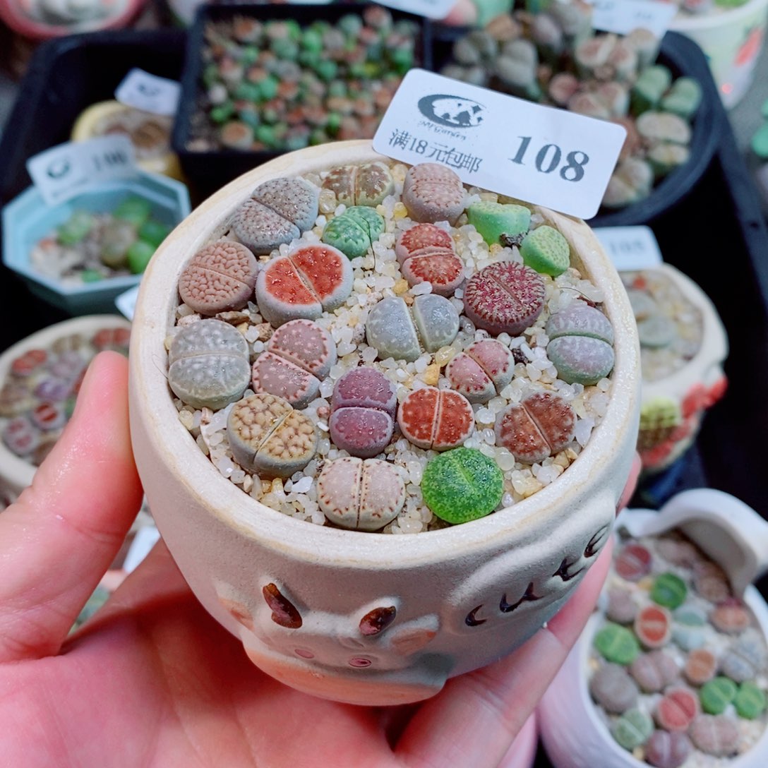 生石花花花花花花108