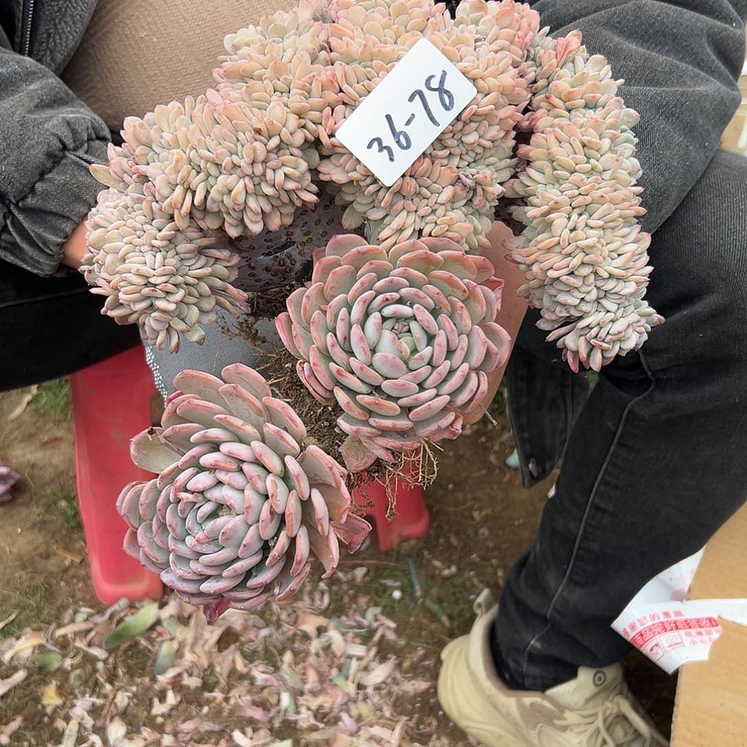 豆*36-78玛瑙缀多肉寄养