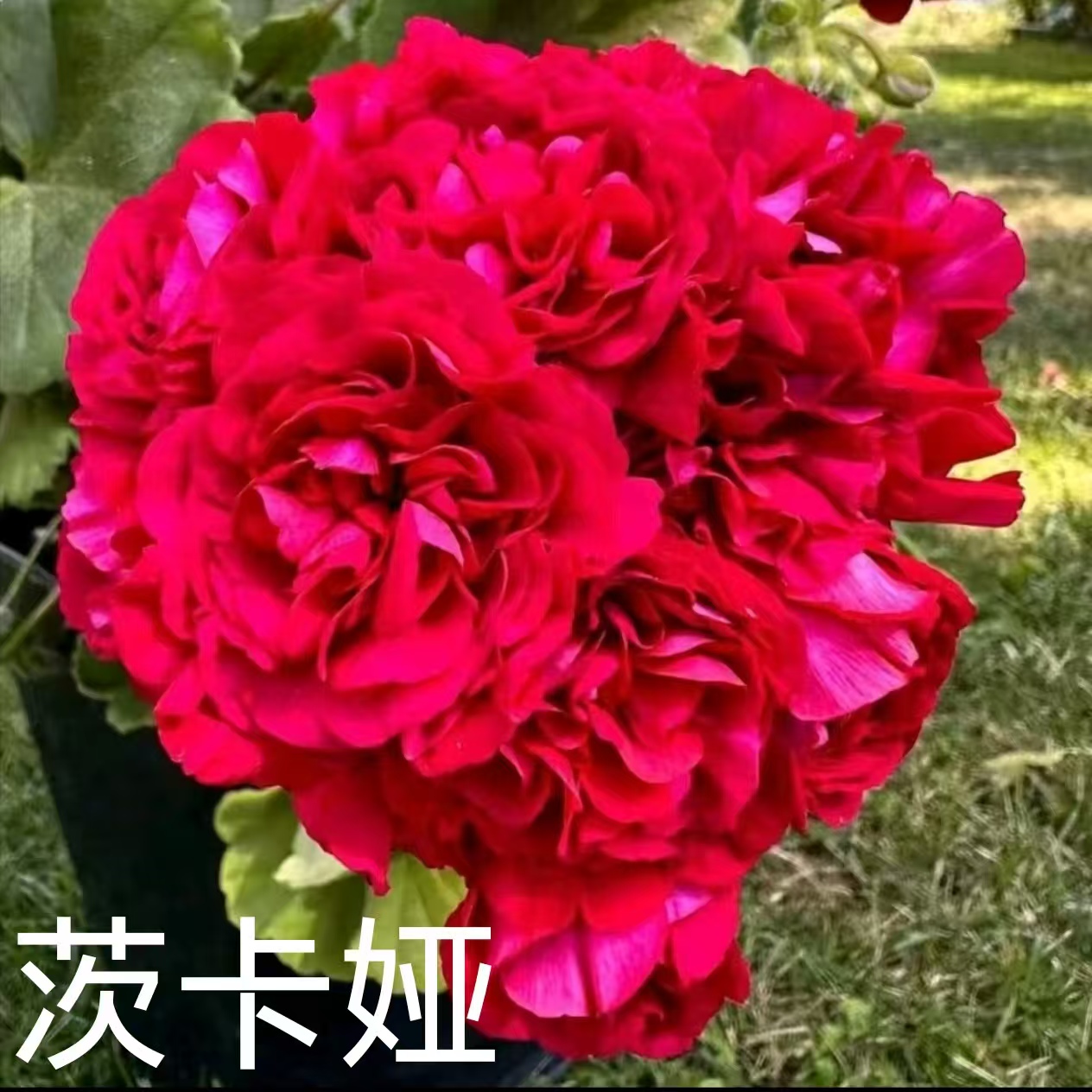 【茨卡娅小】半兽系重瓣天竺葵低于零下拍保温不拍不冻伤负责