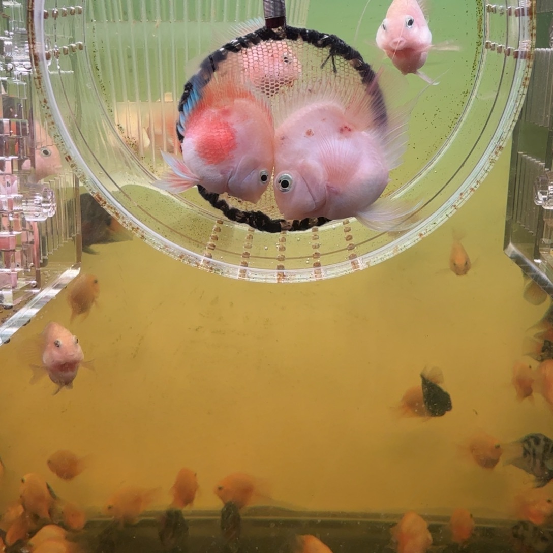 鹦鹉鱼胭脂粉一对