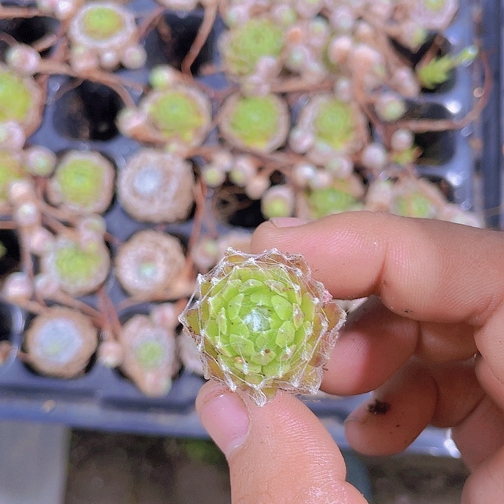 蛛丝卷卷【满10颗包邮】