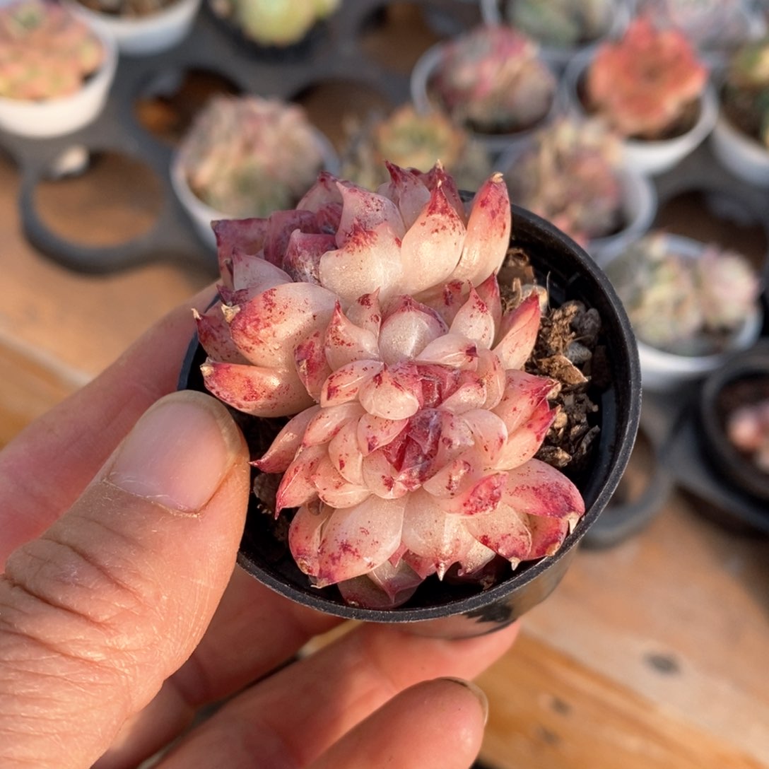 精品多肉一物一拍不包整129