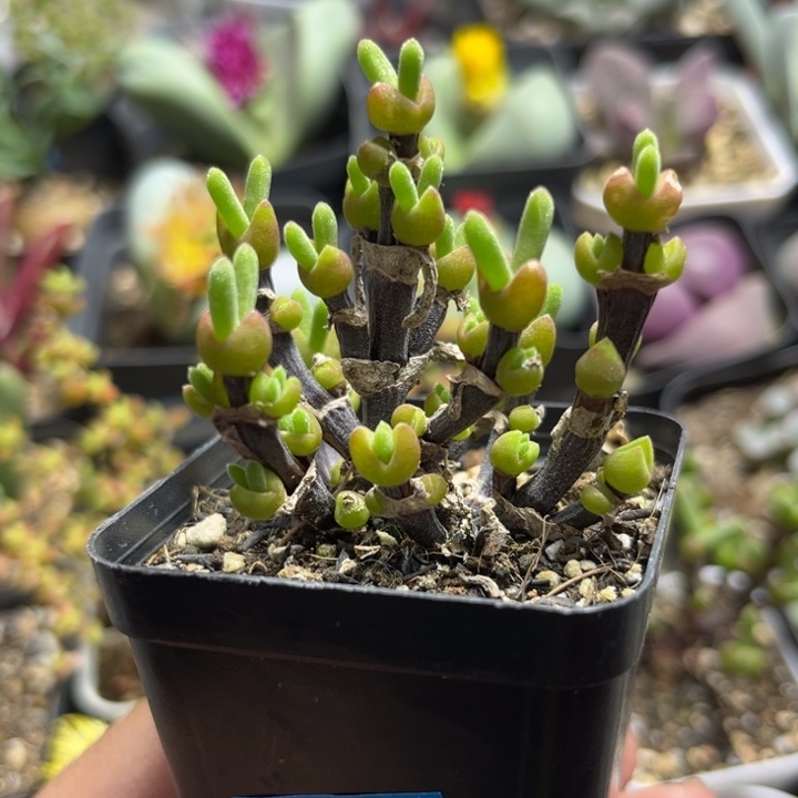 263 枝干兔子，短耳兔子