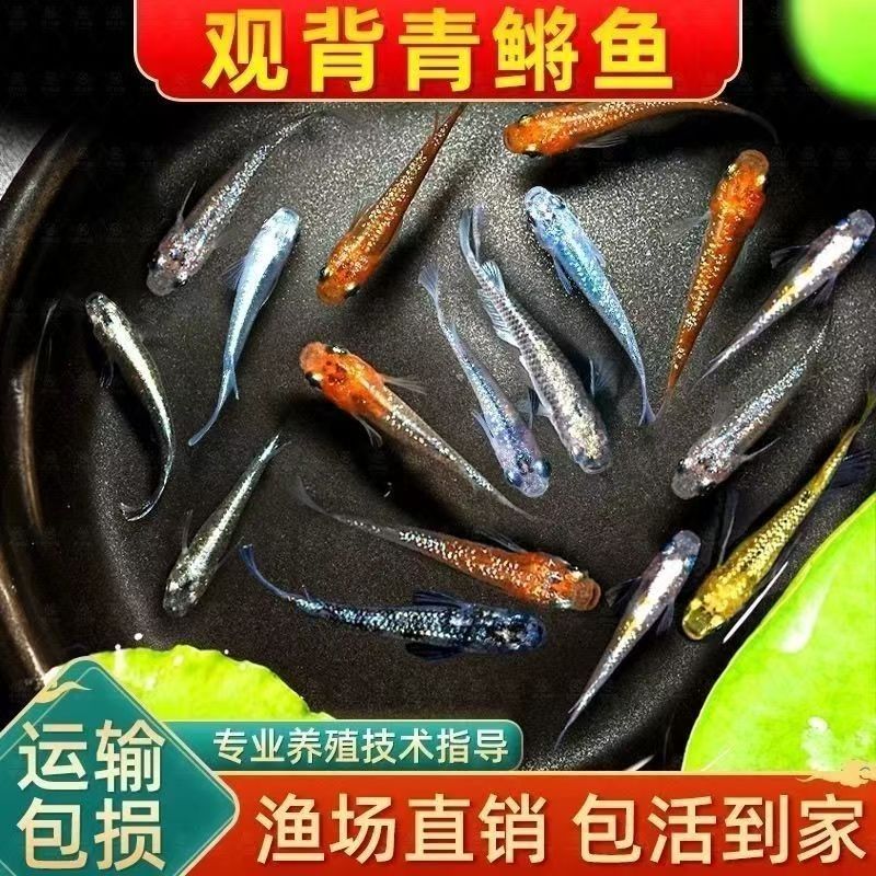 观背青鳉观赏鱼冷水鱼好养耐活小型锦鲤金鱼淡水鱼不打氧活体鱼苗