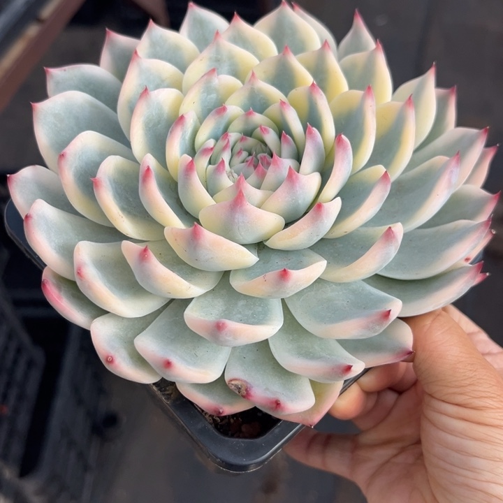 无花朵吉娃娃锦1号17冠幅