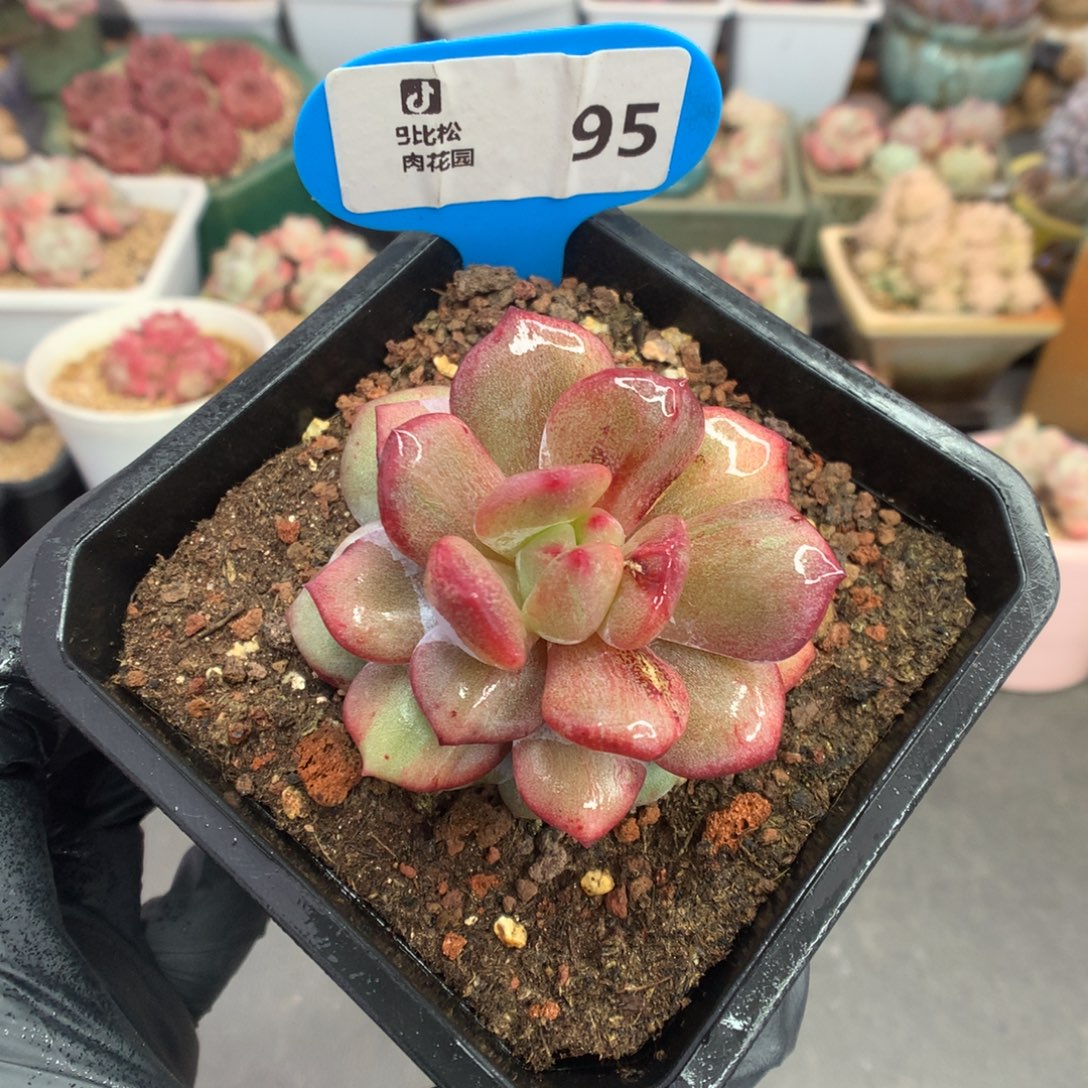 95 星影石化多肉多肉