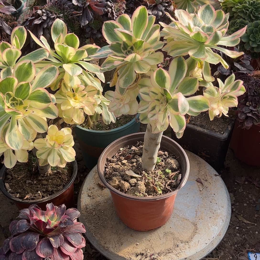 8燕姿无主头法师多肉植物