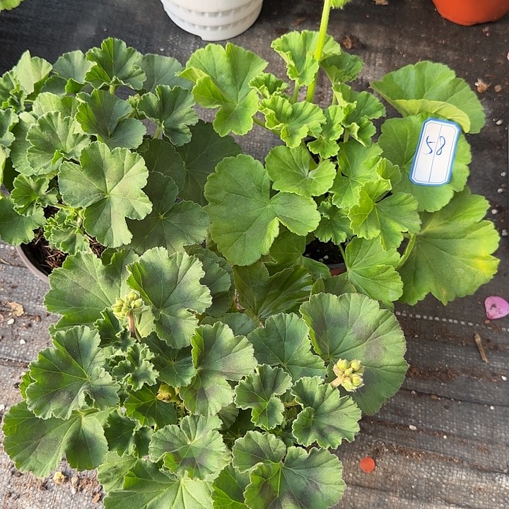 完全开放天竺葵58号