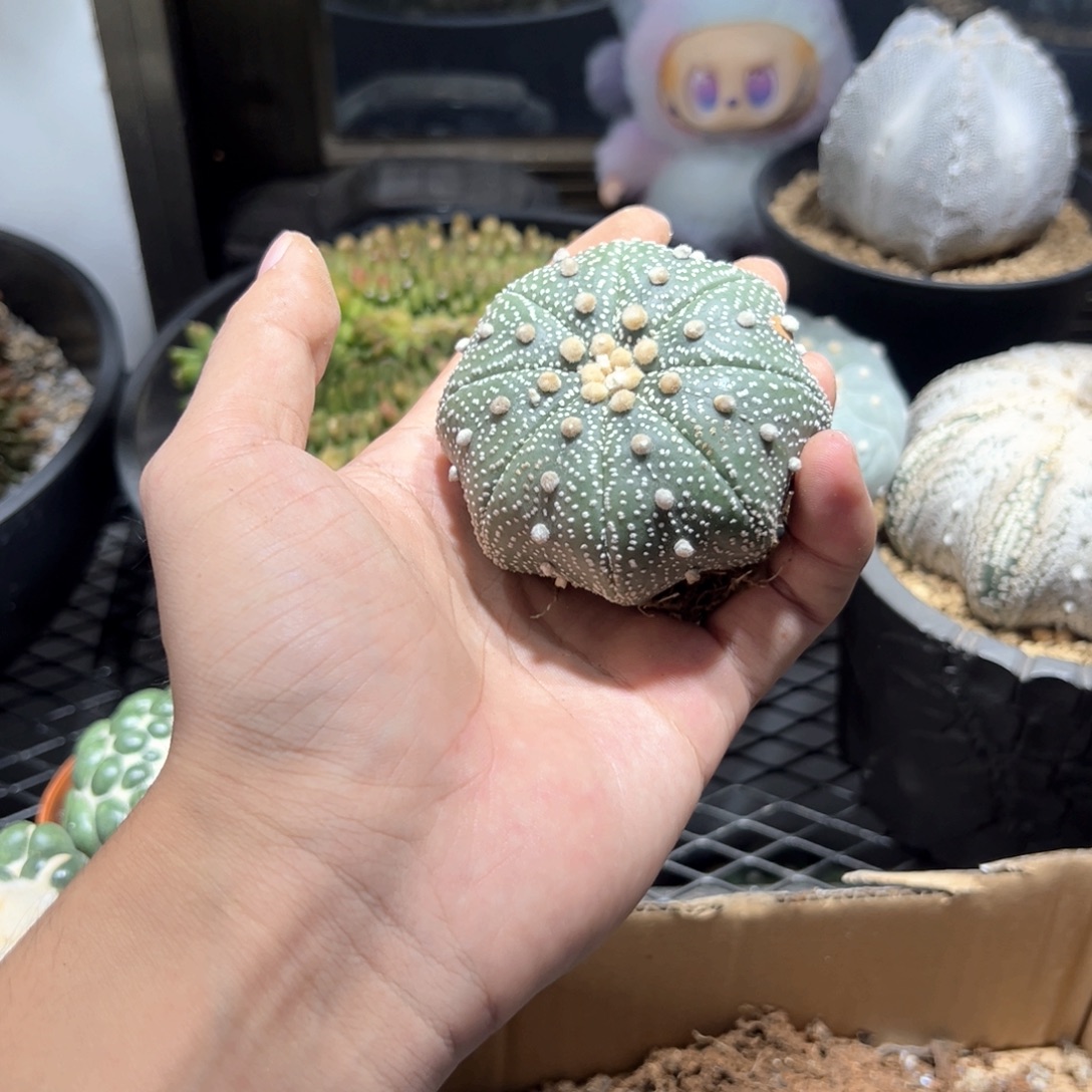 实生海星兜哈哈哈7.4cm