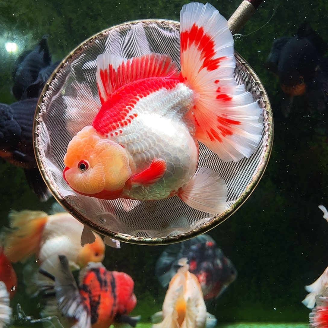 金鱼百褶泰狮冷水金鱼