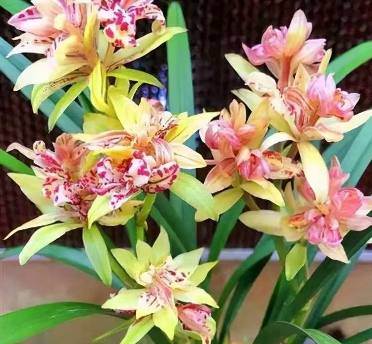 建兰奇花【富山奇蝶5-8花剑】蓝色描金紫砂盆 四季开浓香型多瓣奇花