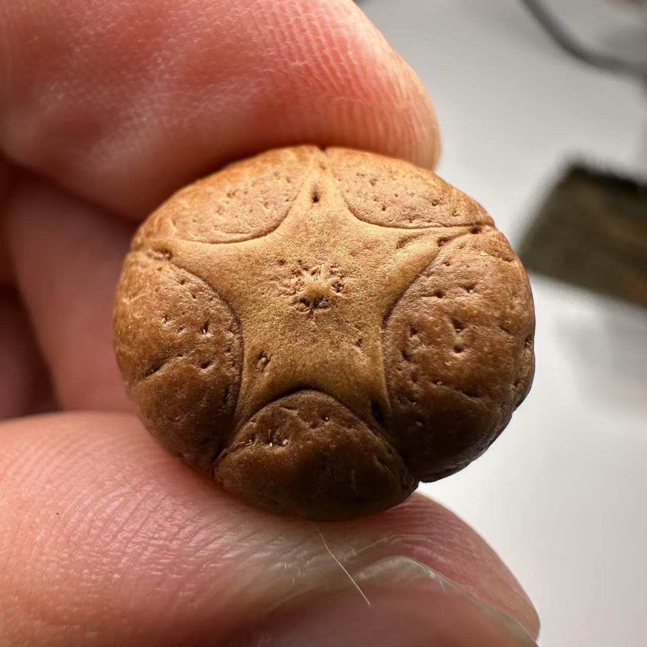 尼泊尔五星菩提，尺寸17，sss系列，货号155