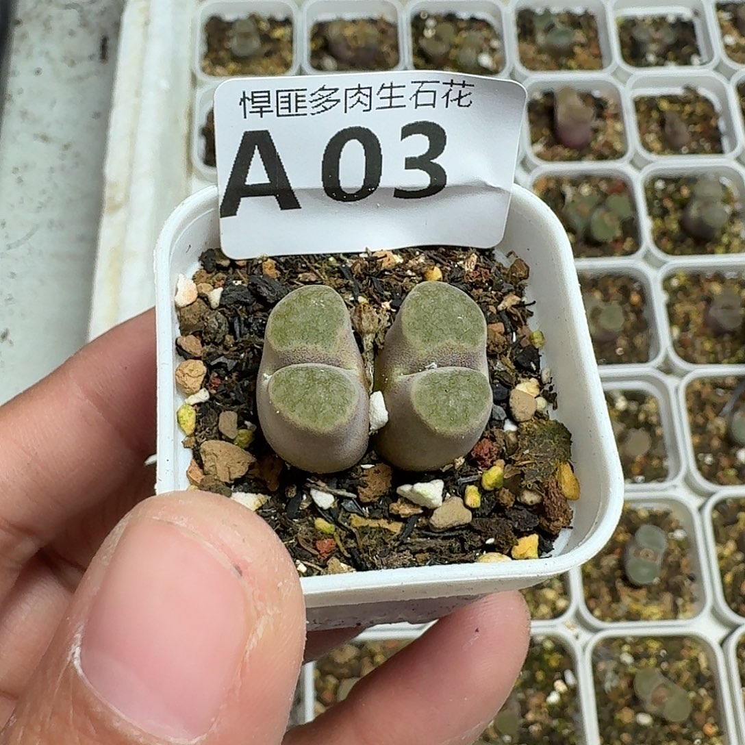 3多肉植物多肉植物