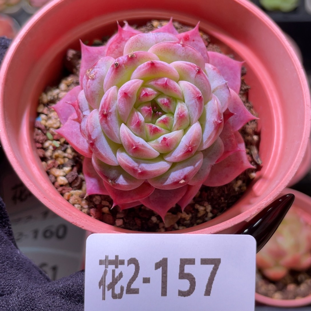 花利美2-157天鹅绒