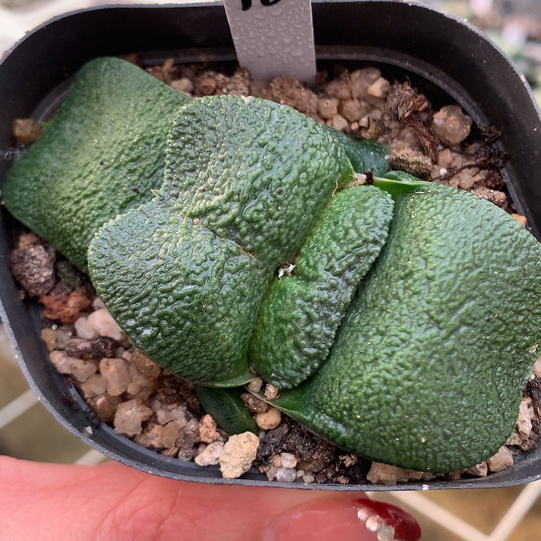 10号蝴蝶卧牛带盆土