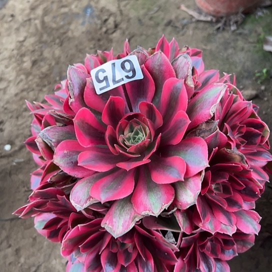 陈***姐多肉植物一个女妖675