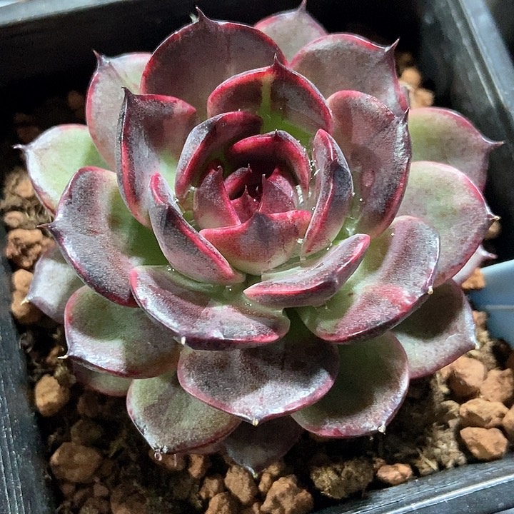 多肉植物6047多肉