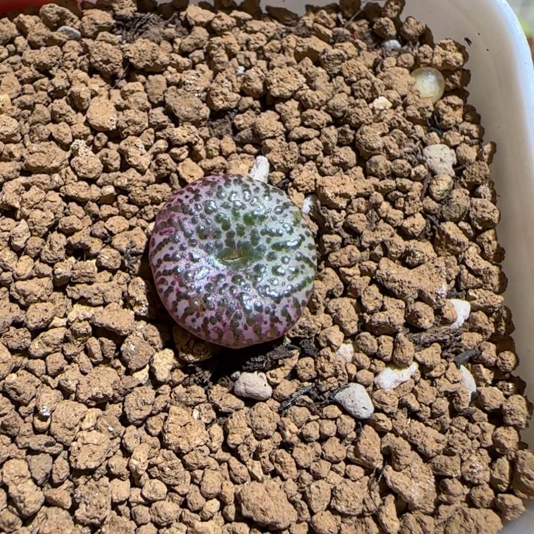 肉锥多肉植物组合-安贞有疤797