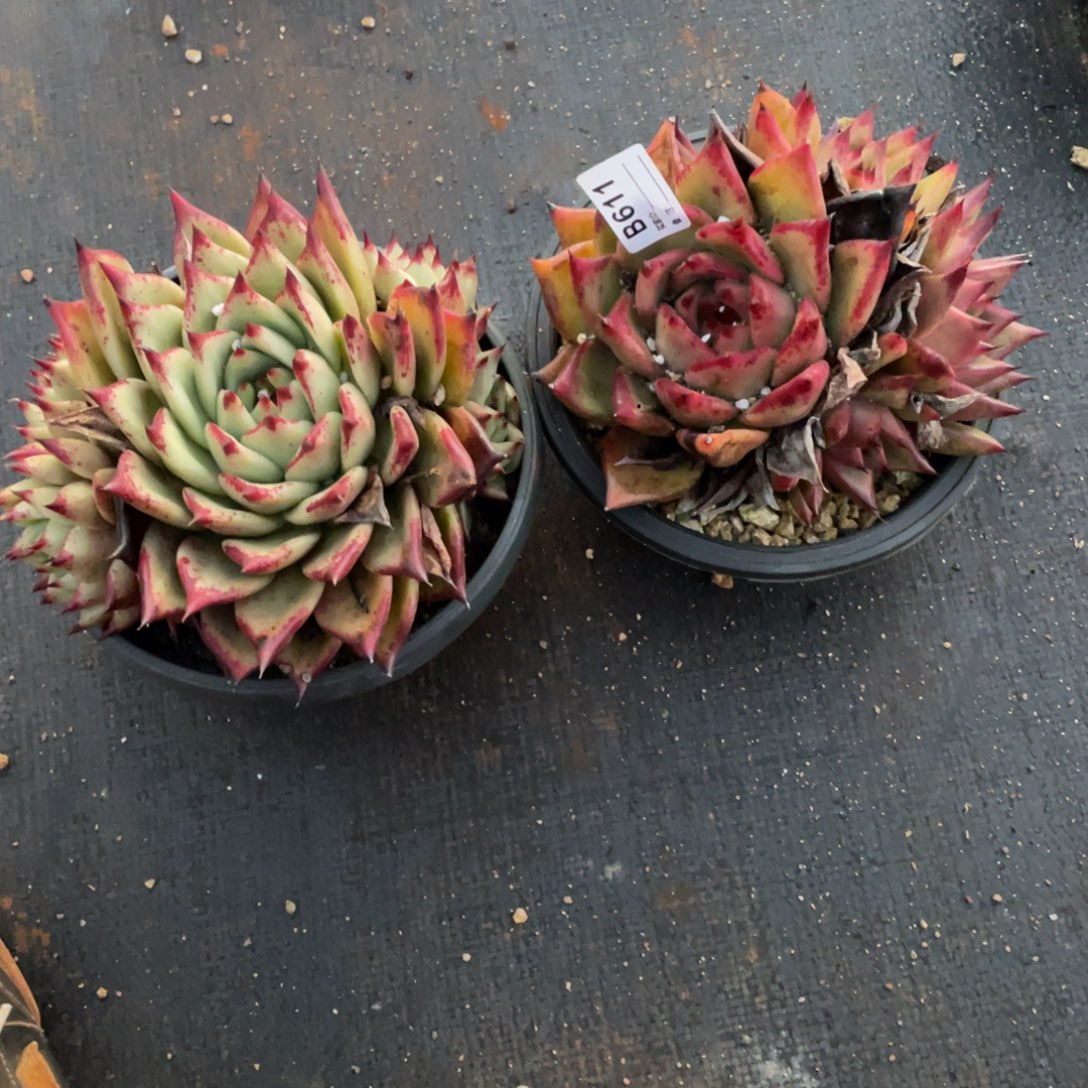 无花朵若如东云单拍B611