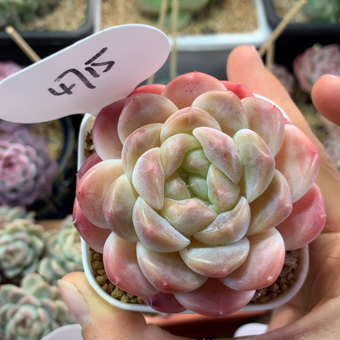 糯心冰魄单头4715