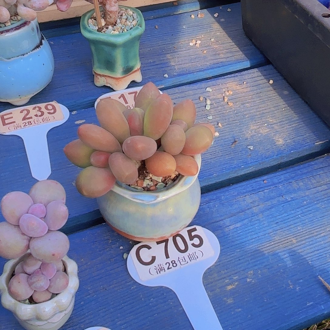 C705芒果奶一物一拍