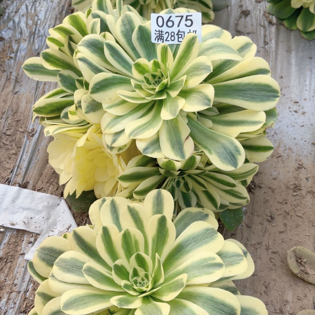 E.   0675辛尼雅多肉