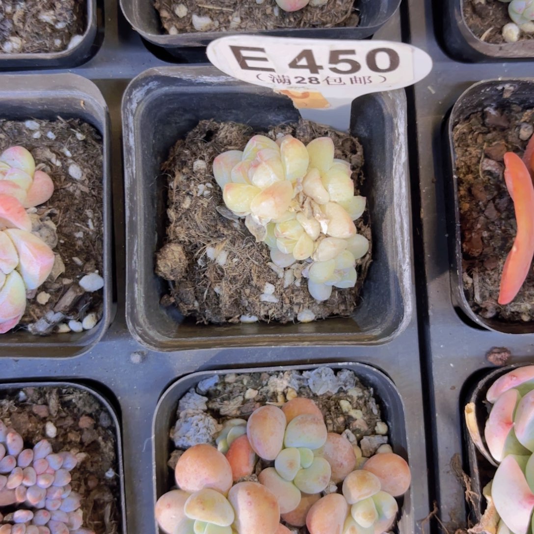 E459冰玉一物语拍