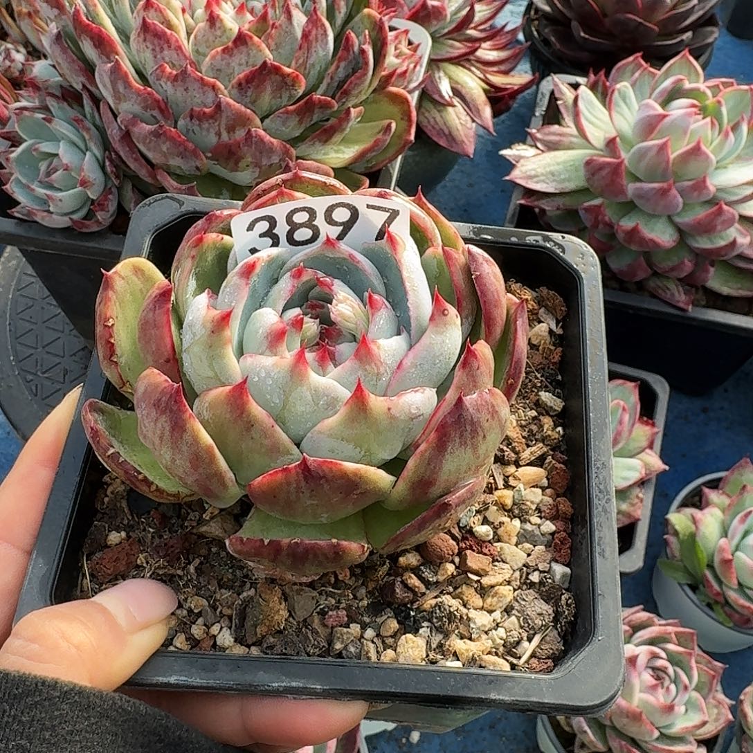 惊鸿惊鸿惊鸿 3897.......