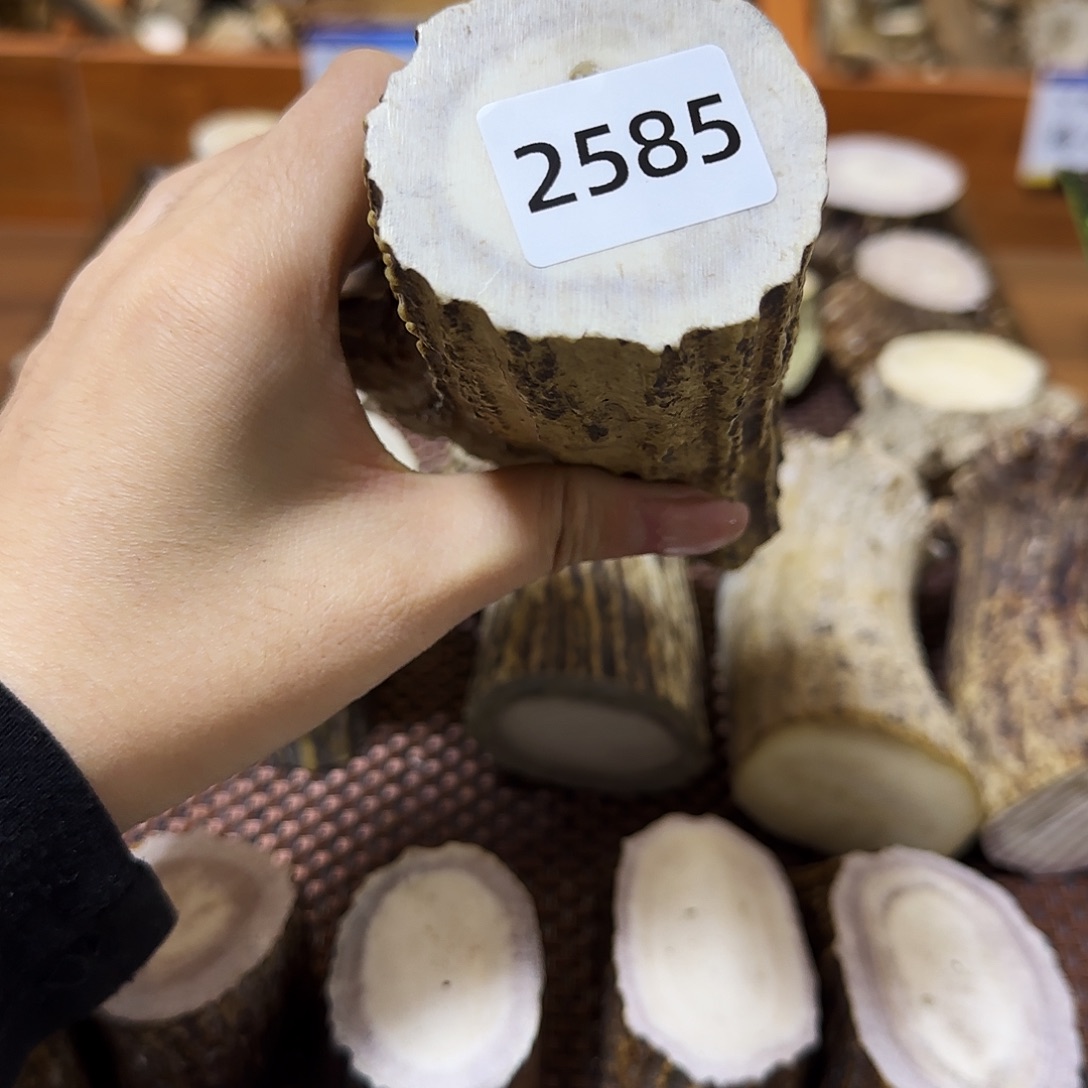 手串/手链鹿骨中段2585