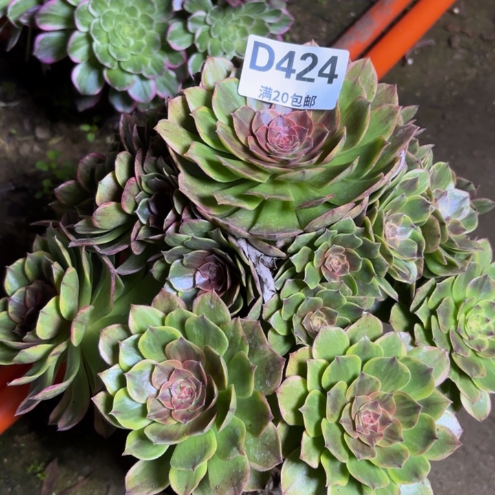 雨**铃瑞妈一物一拍424