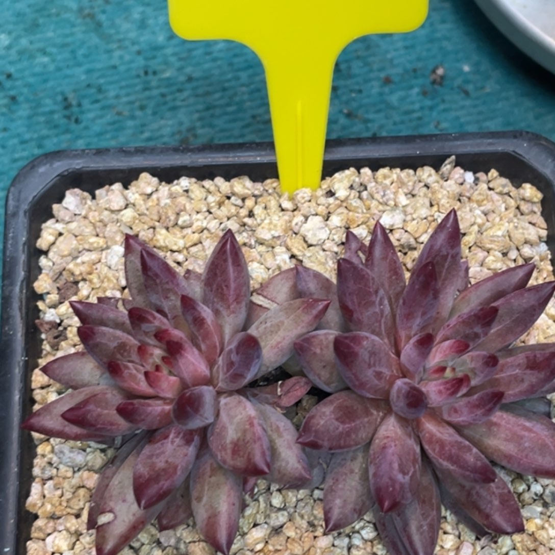 这种事情真的不需要6777