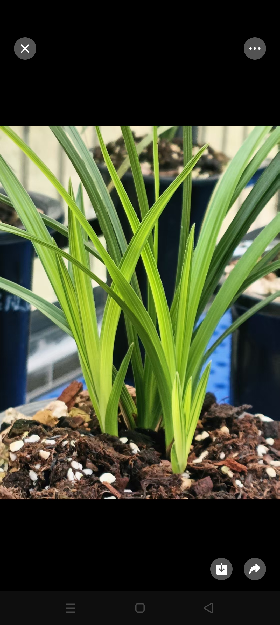 各种春兰蕙兰一物一拍